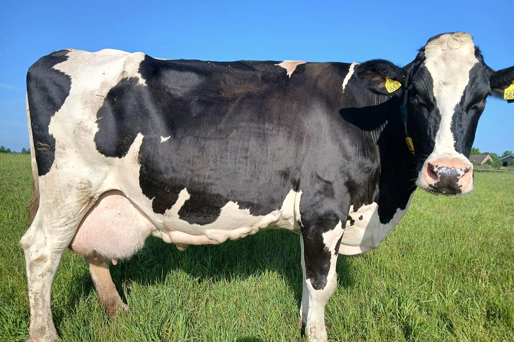 Rustige drielingmoeder Willy 62 passeert de 100.000 liter melk  