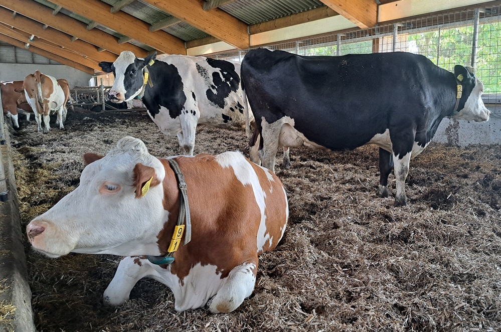 “We hebben weinig gedoe met zieke dieren. Dat is me heel wat waard”