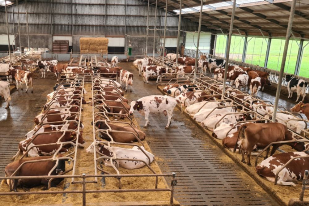 Innovatief FX-stalstrooisel voor dier en bodem