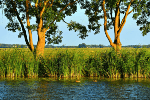 Groen Kennisnet actualiseert dossier Kaderrichtlijn Water