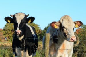 Let op bij het berekenen van fosfaatrechten
