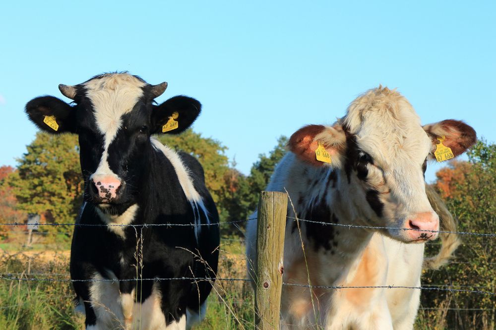 Let op bij het berekenen van fosfaatrechten