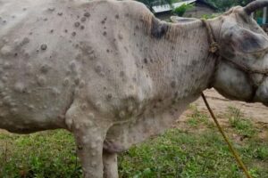 Uitbraak Lumpy Skin Disease in Rhônegebied in Frankrijk