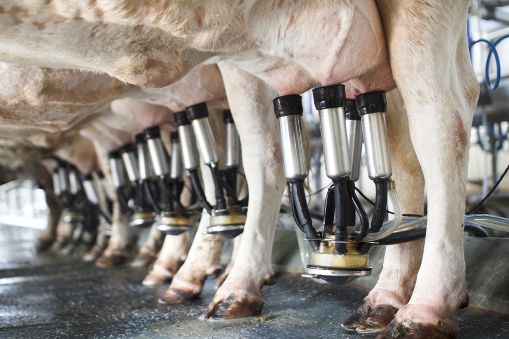 Minder melk door ontsteking? Herken de vroege signalen