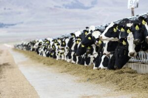 Onderzoek VS: AI levert melkveehouders 400 dollar extra per koe op