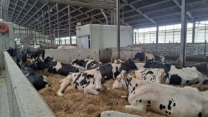 Kalk en diepstrooisel verbeteren melkproductie en uiergezondheid