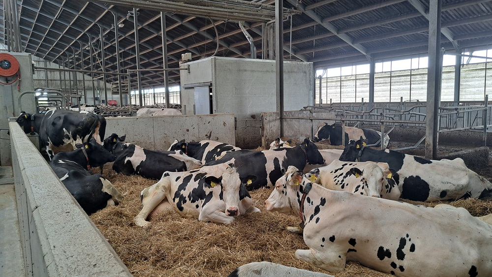 Kalk en diepstrooisel verbeteren melkproductie en uiergezondheid