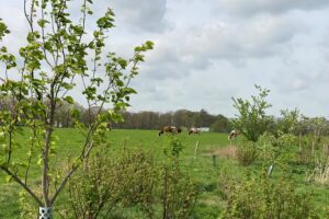 Verdienmodel agroforestry vraagt maatwerk en strategie