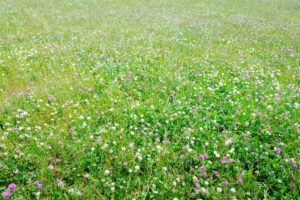 Wat compostthee kan betekenen voor bodem en gewas