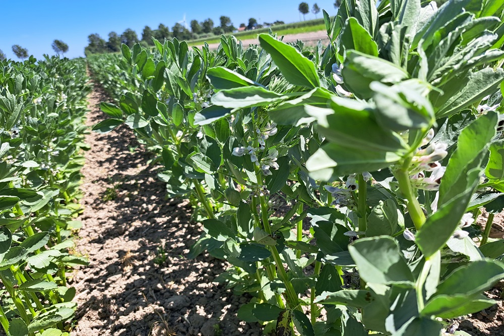15 procent van de melkveehouders zegt eigen krachtvoer te telen
