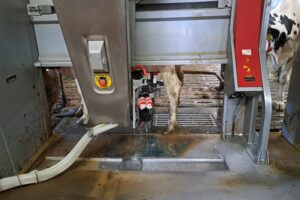 Samen de diepte in over robotmelken en uiergezondheid