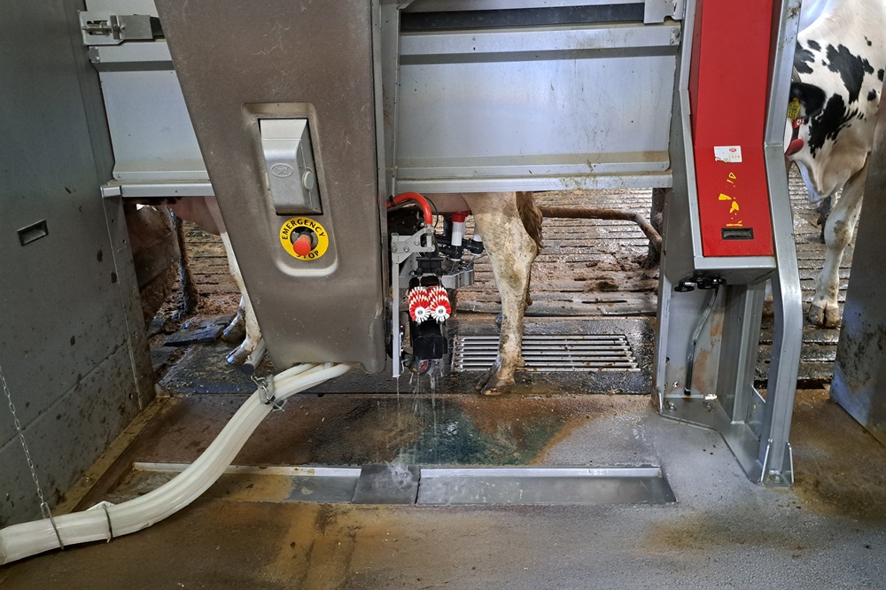 Samen de diepte in over robotmelken en uiergezondheid