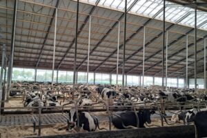 UNIFORM-Agri koppelt genetische informatie aan stalmanagement