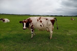 No-nonsense Sterkoe Anita 181 bereikt 100.000 liter melk