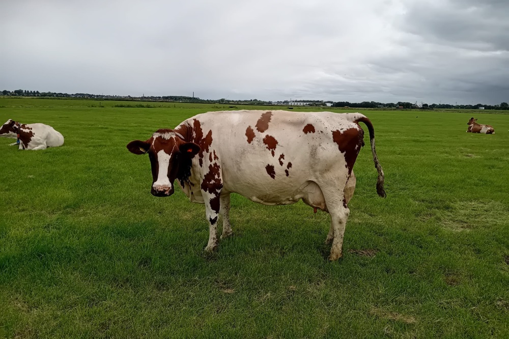 No-nonsense Sterkoe Anita 181 bereikt 100.000 liter melk