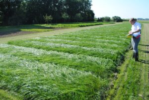 Zo verdient een grasras een plek op de Aanbevelende Rassenlijst
