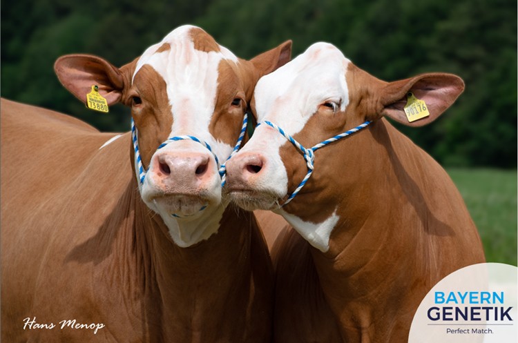 2024 de mooiste koeienfoto van dit jaar Moeder en Grootmoeder van Medeon bij Pilz lr