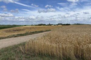 Marktinformatie grondstoffen: tarweprijzen onder druk