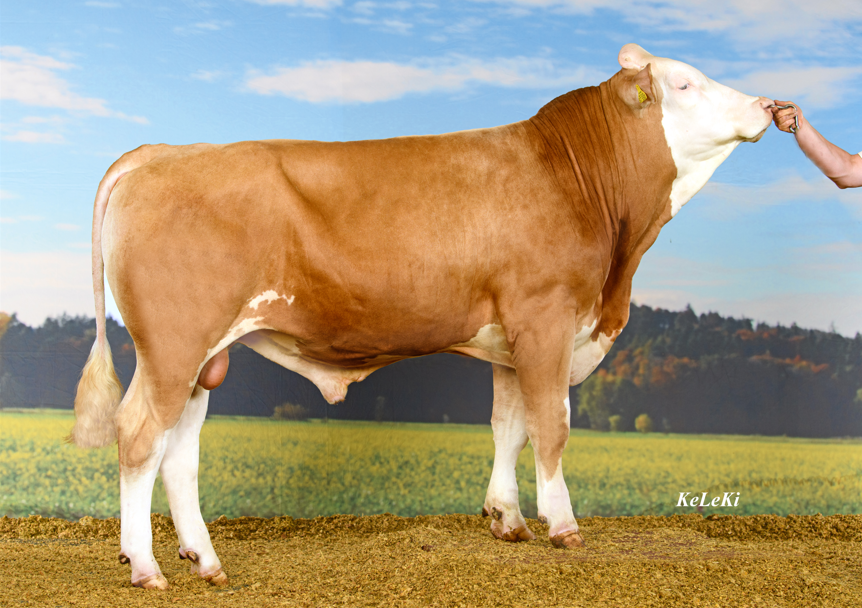 Dubbeldoel Fleckvieh biedt stabiel rendement over de hele levensduur