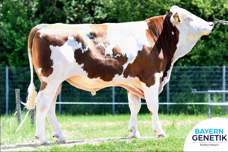 MONSIGNORE PP_870290_BGT_Logo lr