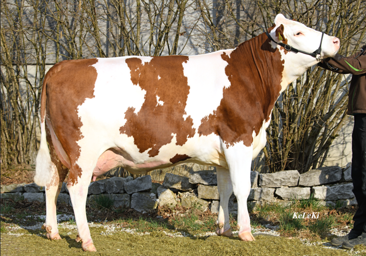 Maisonne moeder en IQ Tochter Neapel ALLEEN NEDERLAND DE 09 57308211 Zü_Götz GbR Deining lr