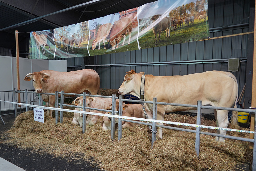 Veeprijskampen Agridagen geannuleerd: “Het belang van de sector staat voorop”