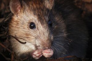 HyCare-rattenklem meldt vangst helemaal zelf