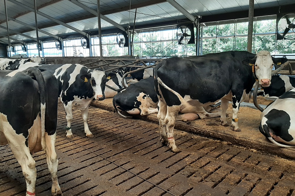 Meerdere IBR-uitbraken op vrije bedrijven verspreid over Nederland
