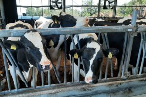 21 procent van de melkveehouders heeft jongvee op ander bedrijf staan