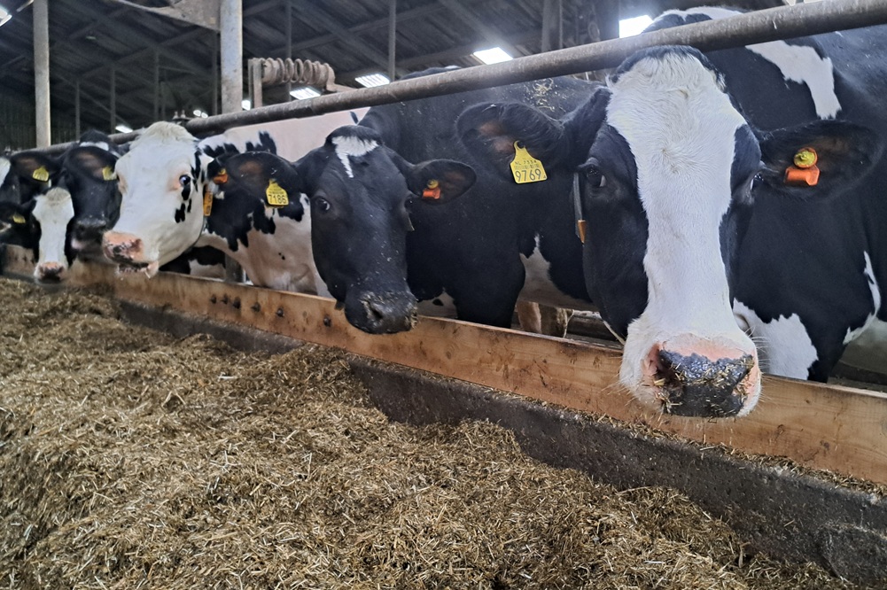 “Zie het als een extra medewerker die dag en nacht de dieren in de gaten houdt”