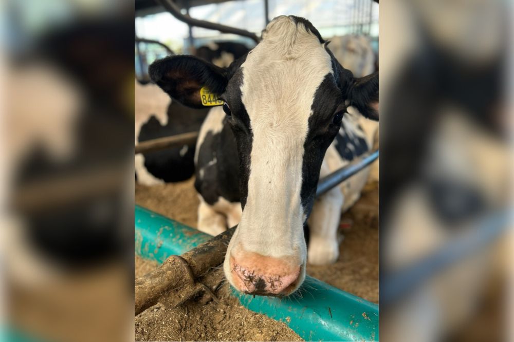 Koepon viert prestaties: focus op gezondheid levert steeds meer honderdtonners op