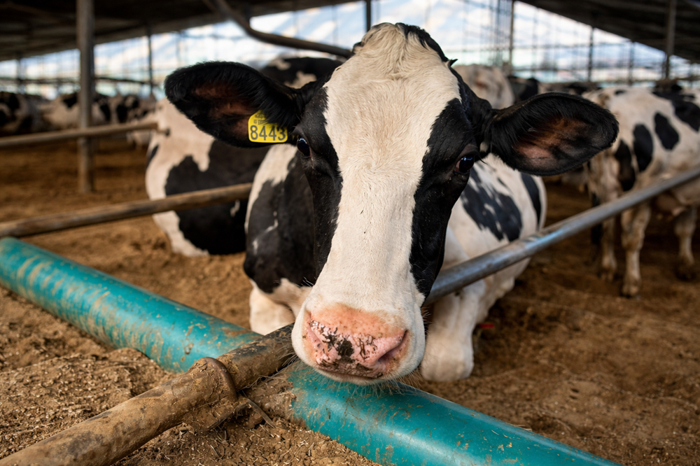 Koepon viert prestaties: focus op gezondheid levert steeds meer honderdtonners op