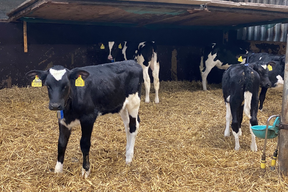 “Wat je in de jongveeperiode mist, haal je later niet meer in”