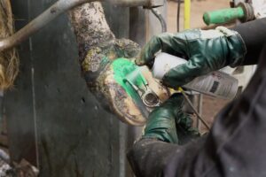 Mortellaro beheersbaar houden met gestructureerde aanpak