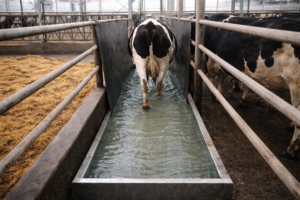 “Klauwbad? Vergeet de droogstaande koeien en de vaarzen niet”2