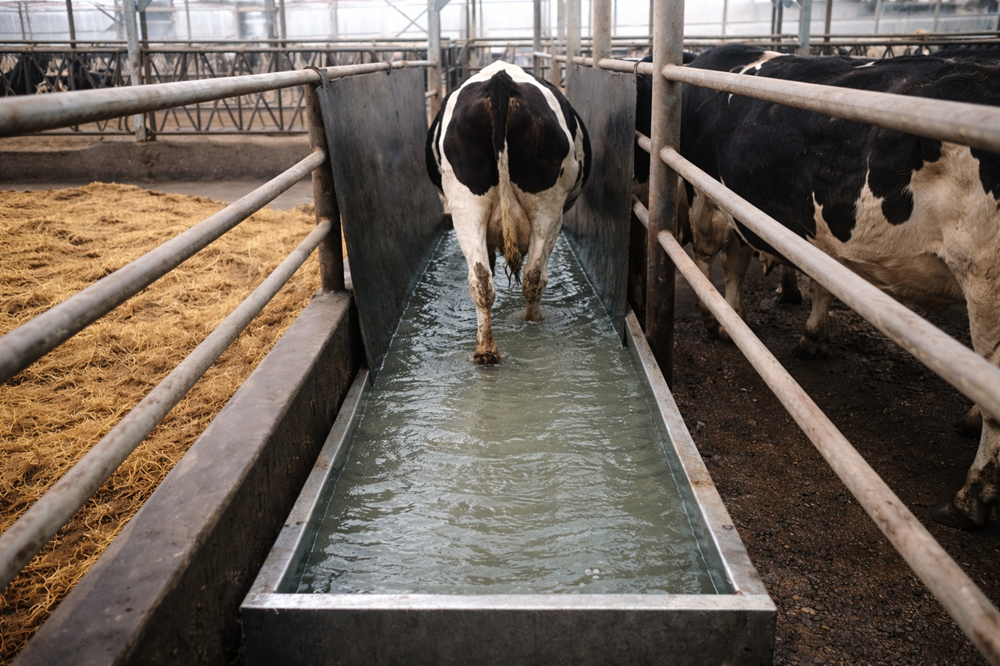 “Klauwbad? Vergeet de droogstaande koeien en de vaarzen niet”2