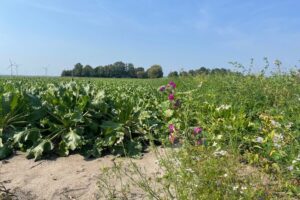 Toch geen korting op uitkering eco-regelingen 2025