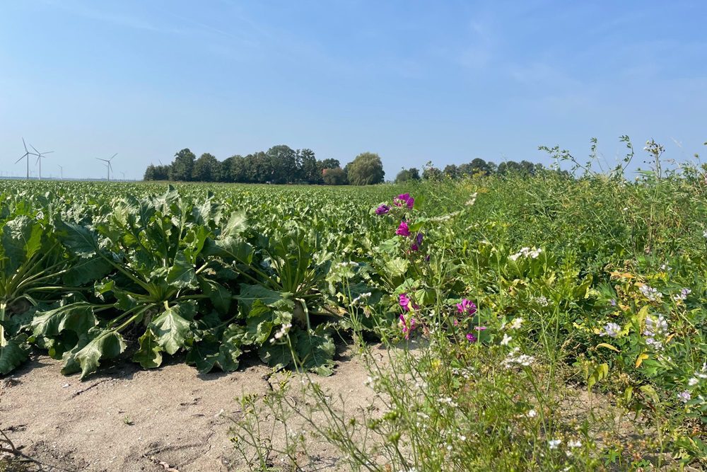 Toch geen korting op uitkering eco-regelingen 2025