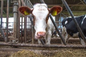 Brandveiligheid gaat verder dan kleinere stalcompartimenten