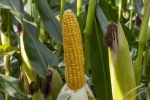 “Rijpe mais oogsten voor 31 augustus is mogelijk”2