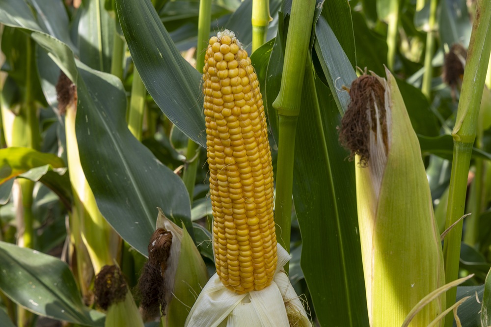 “Rijpe mais oogsten voor 31 augustus is mogelijk”2