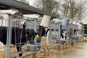 Meer melk voeren voor extra groei? Dit zegt de praktijk