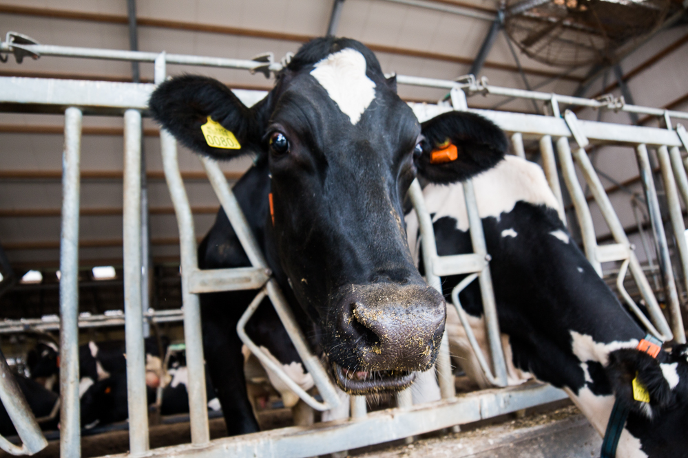 Royal GD en GEA versterken samenwerking voor verbeterde klauwgezondheid