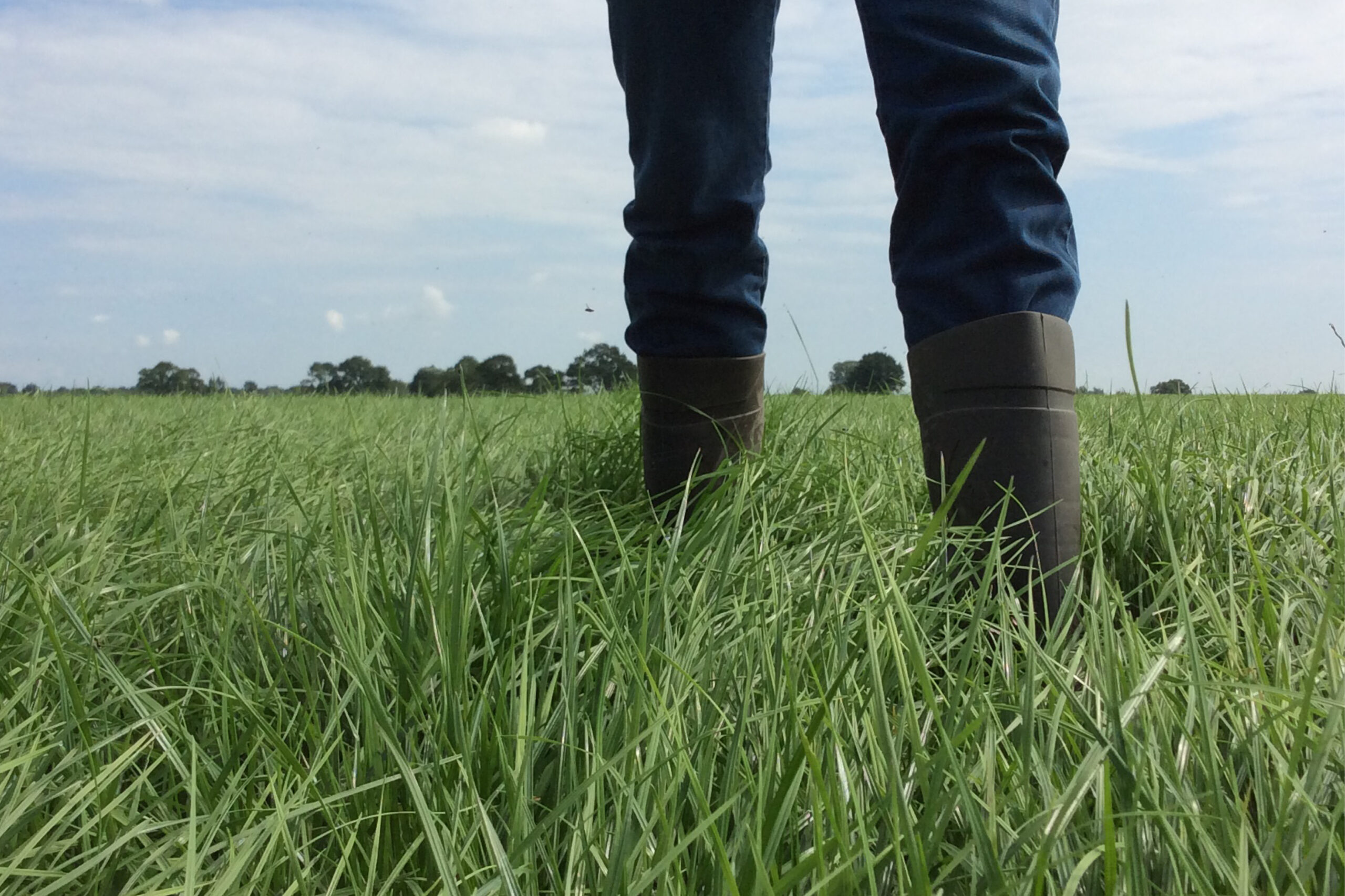 Ruwvoerteelt en kunstmest