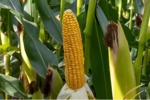 “Rijpe mais oogsten voor 31 augustus is mogelijk”