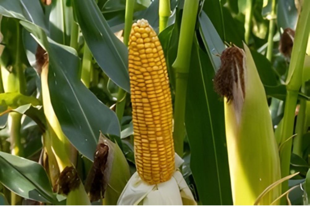 “Rijpe mais oogsten voor 31 augustus is mogelijk”