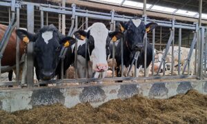 “IBR-situatie in Vlaanderen escaleert”