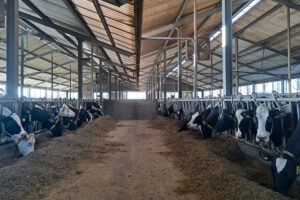 Familiebedrijf Drietelaar: “De koe is beperkend, de liters melk niet.” 