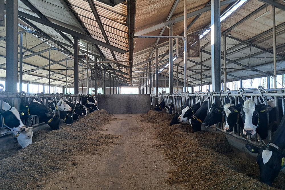 Familiebedrijf Drietelaar: “De koe is beperkend, de liters melk niet.” 