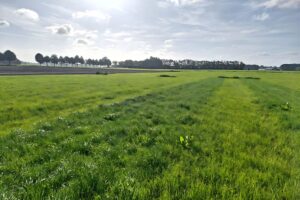 “Fertigatie leverde 1.250 euro per hectare meeropbrengst aan voederwaarde op”